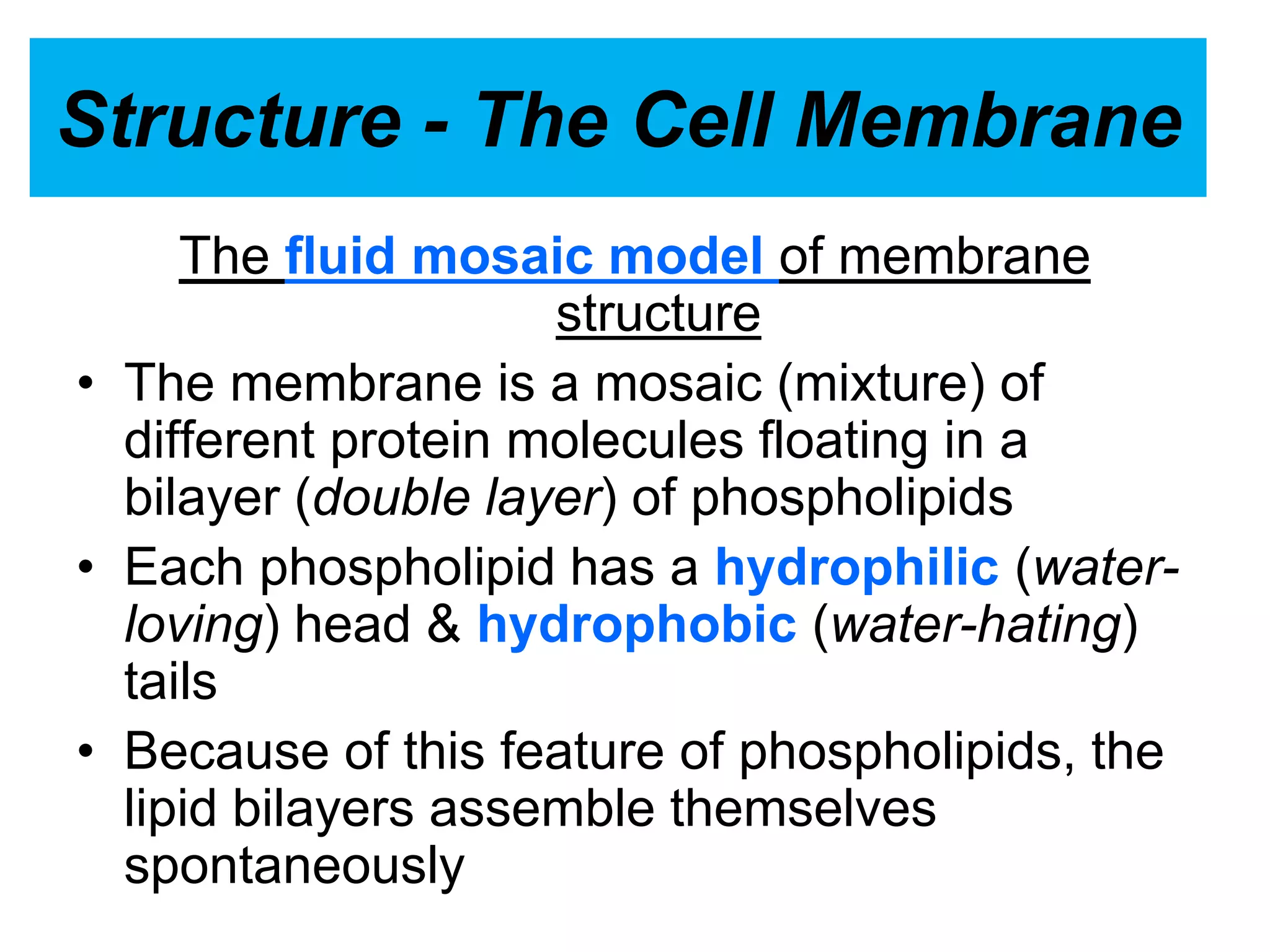 Structure - The Cell Membrane
The fluid mosaic model of membrane
structure
• The membrane is a mosaic (mixture) of
different protein molecules floating in a
bilayer (double layer) of phospholipids
• Each phospholipid has a hydrophilic (water-
loving) head & hydrophobic (water-hating)
tails
• Because of this feature of phospholipids, the
lipid bilayers assemble themselves
spontaneously
 