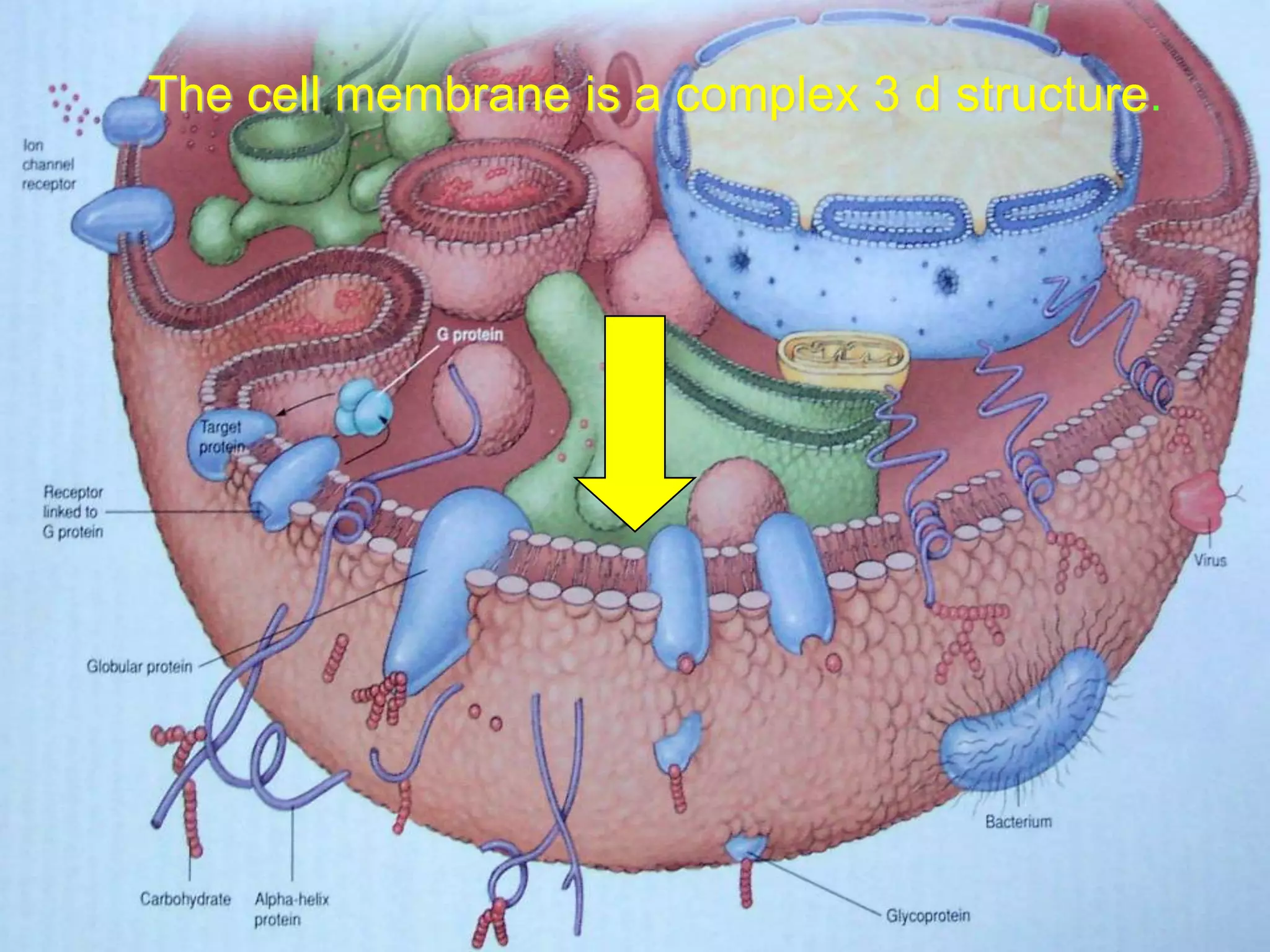 The cell membrance is a complex
3d circular structure
The cell membrane is a complex 3 d structure.
 