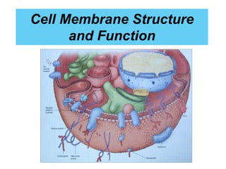 Cell membrane. structure AIMC | PPT