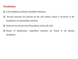 Metabolism:
 Cell membrane performs metabolic functions.
 Several enzymes are present on the cell surface which is involved in the
breakdown of extracellular nutrients.
 Some are involved in the biosynthesis of the cell wall.
 Incase of prokaryotes, respiratory enzymes are found in the plasma
membrane.
 