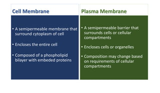 Cell membbrane