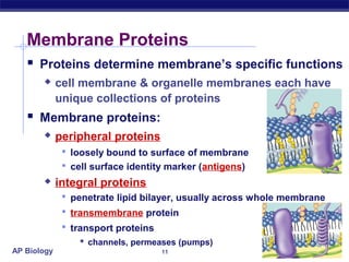 Membrane Proteins
    Proteins determine membrane’s specific functions
            cell membrane & organelle membranes each have
             unique collections of proteins
    Membrane proteins:
            peripheral proteins
               loosely bound to surface of membrane
               cell surface identity marker (antigens)
            integral proteins
               penetrate lipid bilayer, usually across whole membrane
               transmembrane protein
               transport proteins
                   channels, permeases (pumps)
AP Biology                         11
 