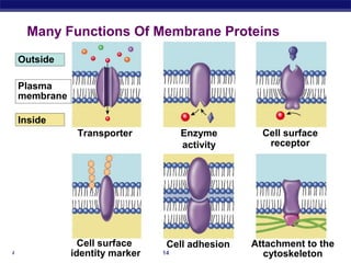 Many Functions Of Membrane Proteins
 Outside

 Plasma
 membrane

 Inside
              Transporter           Enzyme        Cell surface
                                    activity       receptor




               Cell surface     Cell adhesion   Attachment to the
AP Biology   identity marker   14                 cytoskeleton
 
