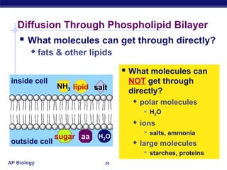 Diffusion Through Phospholipid Bilayer
     What molecules can get through directly?
            fats & other lipids

                                    What molecules can
 inside cell                        NOT get through
                 NH3 lipid salt
                                    directly?
                                        polar molecules
                                           H2O
                                        ions
                                           salts, ammonia
                 sugar aa   H2O
 outside cell                           large molecules
                                           starches, proteins
AP Biology                    20
 