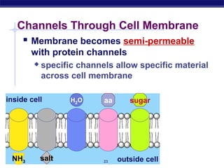 Channels Through Cell Membrane
     Membrane becomes semi-permeable
        with protein channels
            specific channels allow specific material
             across cell membrane

inside cell         H2O     aa      sugar




 NH3
AP Biology   salt           23   outside cell
 