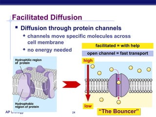 Facilitated Diffusion
     Diffusion through protein channels
            channels move specific molecules across
             cell membrane
                                      facilitated = with help
            no energy needed
                                      open channel = fast transport
                                     high




                                     low
AP Biology                      24          “The Bouncer”
 