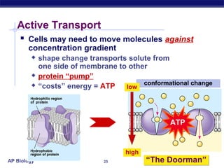 Active Transport
     Cells may need to move molecules against
       concentration gradient
            shape change transports solute from
             one side of membrane to other
            protein “pump”
                                         conformational change
            “costs” energy = ATP   low




                                                  ATP


                                     high
AP Biology                     25           “The Doorman”
 