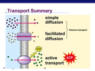 Transport Summary
                 simple
                 diffusion

                 facilitated
                 diffusion



                 active        ATP
                 transport
AP Biology      28
 
