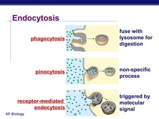 Endocytosis
                                 fuse with
             phagocytosis        lysosome for
                                 digestion




              pinocytosis        non-specific
                                 process


                                 triggered by
      receptor-mediated          molecular
            endocytosis          signal
AP Biology                  30
 