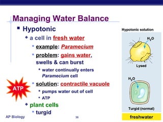 Managing Water Balance
     Hypotonic
            a cell in fresh water
              example: Paramecium
              problem: gains water,
               swells & can burst
                 water continually enters
                 Paramecium cell
              solution: contractile vacuole
   ATP           pumps water out of cell
                 ATP
            plant cells
              turgid
AP Biology                       36            freshwater
 