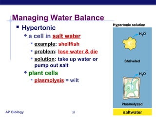 Managing Water Balance
     Hypertonic
            a cell in salt water
              example: shellfish
              problem: lose water & die
              solution: take up water or
               pump out salt
            plant cells
              plasmolysis = wilt




AP Biology                     37           saltwater
 