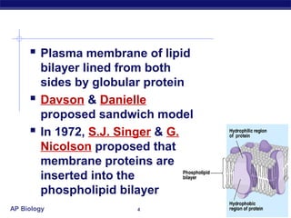  Plasma membrane of lipid
       bilayer lined from both
       sides by globular protein
      Davson & Danielle
       proposed sandwich model
      In 1972, S.J. Singer & G.
       Nicolson proposed that
       membrane proteins are
       inserted into the
       phospholipid bilayer
AP Biology            4
 