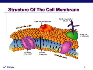 Structure Of The Cell Membrane




AP Biology                           5
 