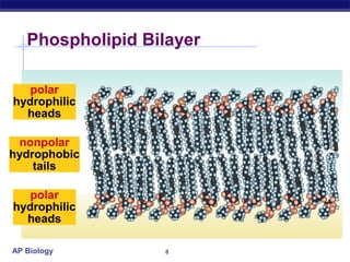 Phospholipid Bilayer

   polar
hydrophilic
  heads

 nonpolar
hydrophobic
    tails

   polar
hydrophilic
  heads

AP Biology        8
 