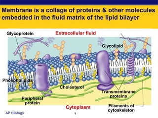 Membrane is a collage of proteins & other molecules
embedded in the fluid matrix of the lipid bilayer

 Glycoprotein         Extracellular fluid

                                            Glycolipid




Phospholipids
                        Cholesterol
                                            Transmembrane
                                                proteins
         Peripheral
          protein
                          Cytoplasm           Filaments of
                                              cytoskeleton
 AP Biology                    9
 