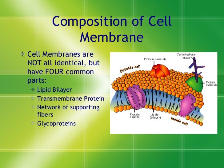 Cell membrane