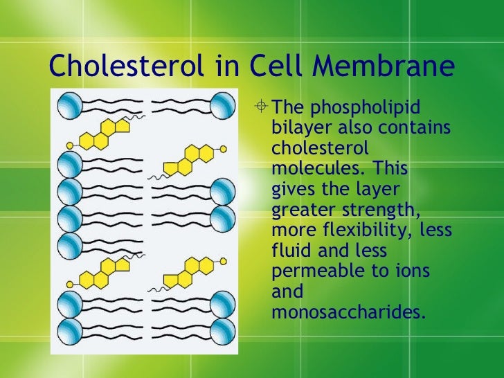 cholesterol in cell membrane