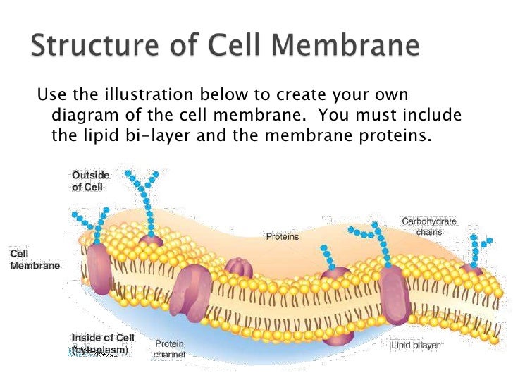 Cell membrane- Corona