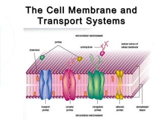 The Cell Membrane and
  Transport Systems
 