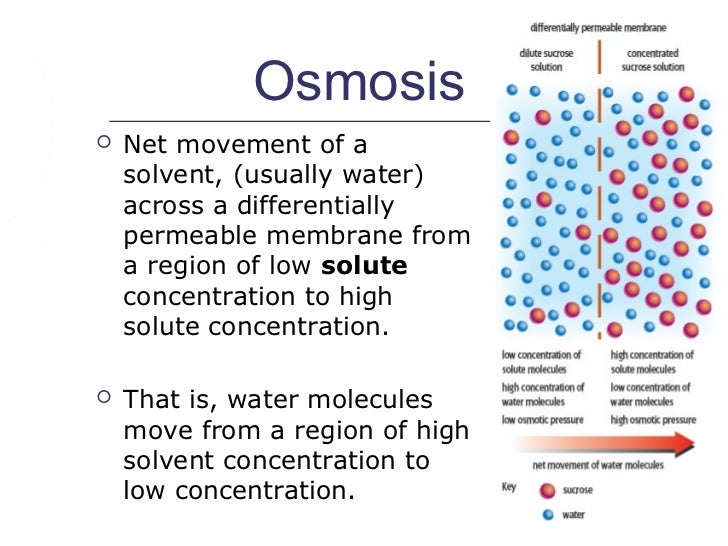cell membrane movement of molecules from high to low concentration