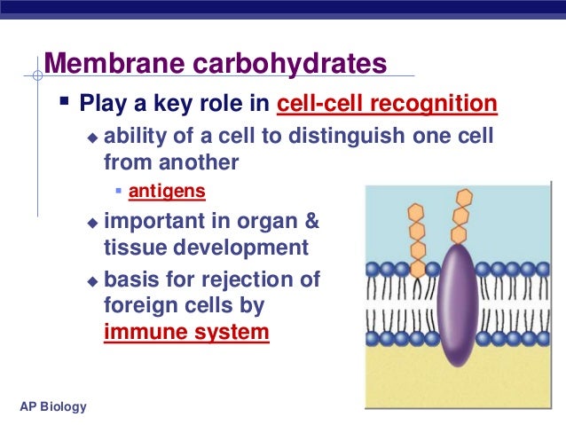 STPM Form 6 Biology Cell membrane