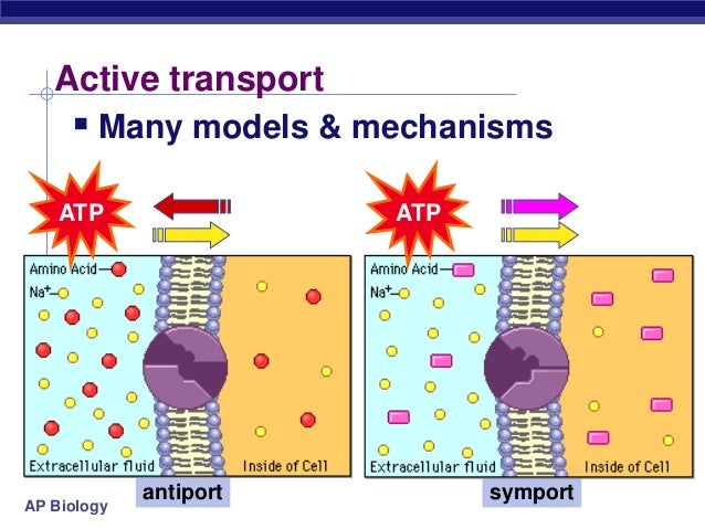 stpm form 6 biology cell membrane full form of atp in biology
