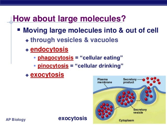 STPM Form 6 Biology Cell membrane
