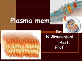 Plasma membrane 
Dr. 
N.Sivaranjani 
Asst. 
Prof 
 