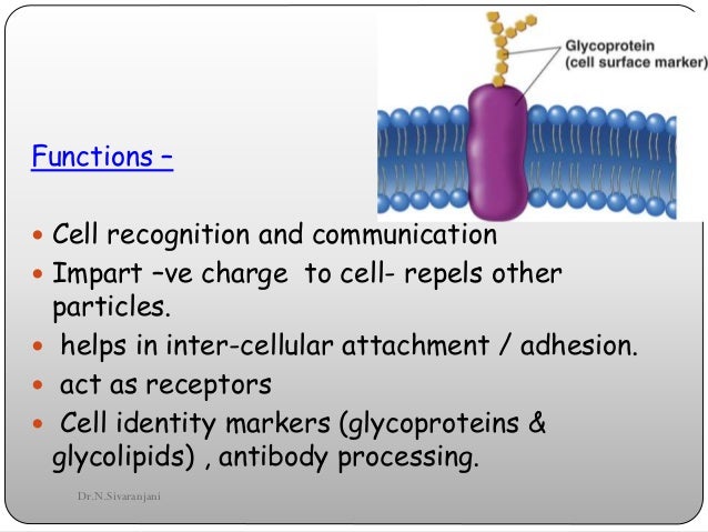 cell structure and memebrane It is externally bounded by cell membrane or plasma membrane structure of plant cell (explained with diagram) article shared by advertisements. cell structure and memebrane It is externally bounded by cell membrane or plasma membrane structure of plant cell (explained with diagram) article shared by advertisements.