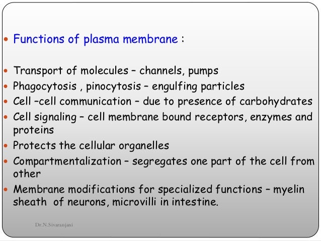 What is the main function of the plasma membrane
