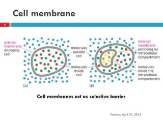 Barrier Cell Membranes