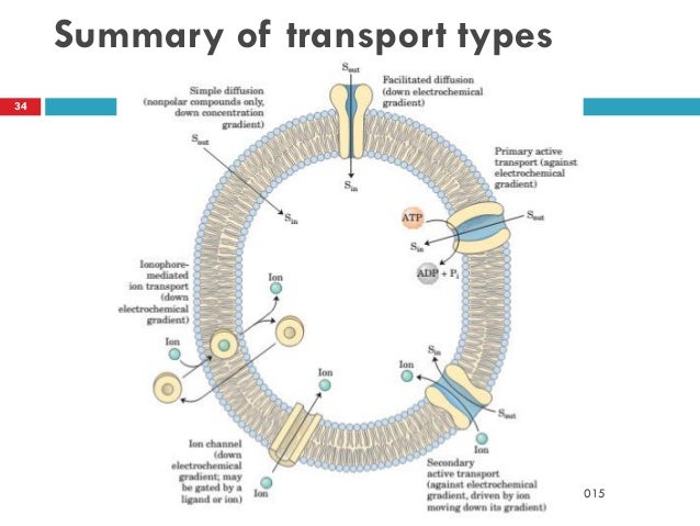 Term Paper on Plasma Membrane | Cell Organelle | Cell Biology