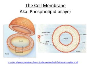 The Cell Membrane
Aka: Phospholipid bilayer
http://study.com/academy/lesson/polar-molecule-definition-examples.html
 