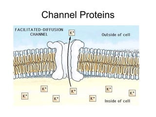 Channel Protein Example Cell membrane | PPTX