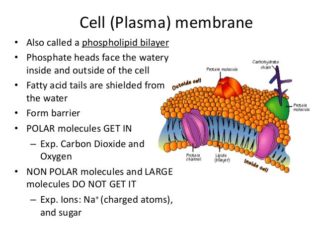cell membranes The cell membrane (plasma membrane) is a thin semi-permeable membrane that surrounds the cytoplasm of a cell its function is to protect the integrity of the interior of the cell by allowing certain substances into the cell, while keeping other substances out. cell membranes The cell membrane (plasma membrane) is a thin semi-permeable membrane that surrounds the cytoplasm of a cell its function is to protect the integrity of the interior of the cell by allowing certain substances into the cell, while keeping other substances out.