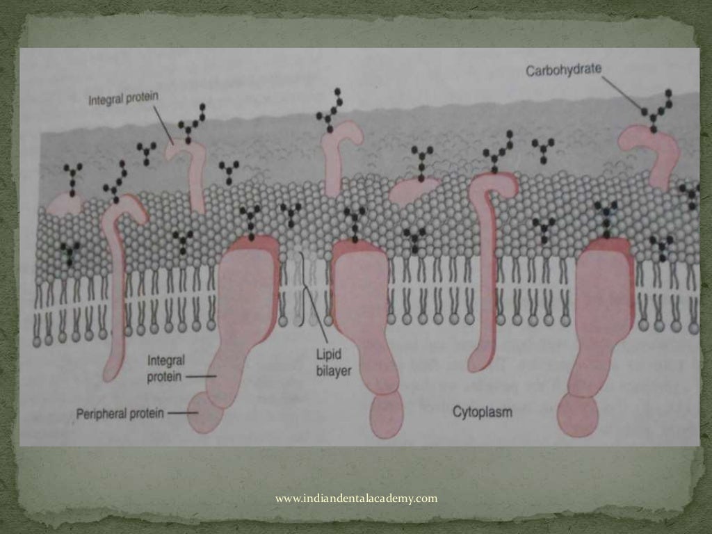 Plasma membrane structure picture