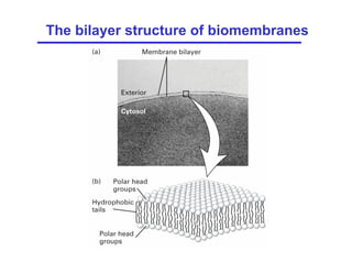 Biomembrane System Cell membrane | PDF