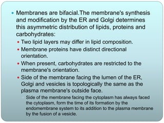  Membranes are bifacial.The membrane's synthesis
and modification by the ER and Golgi determines
this asymmetric distribution of lipids, proteins and
carbohydrates:
 Two lipid layers may differ in lipid composition.
 Membrane proteins have distinct directional
orientation.
 When present, carbohydrates are restricted to the
membrane's orientation.
 Side of the membrane facing the lumen of the ER,
Golgi and vesicles is topologically the same as the
plasma membrane's outside face.
 Side of the membrane facing the cytoplasm has always faced
the cytoplasm, form the time of its formation by the
endomembrane system to its addition to the plasma membrane
by the fusion of a vesicle.
 