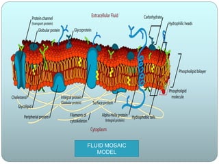 FLUID MOSAIC
MODEL
 