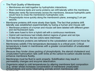  The Fluid Quality of Membranes
 Membranes are held together by hydrophobic interactions.
 Most membrane lipids and some proteins can drift laterally within the membrane.
 Molecules rarely flip transversely across the membrane, because hydrophilic parts
would have to cross the membrane's hydrophobic core.
 Phospholipids move quickly along the membrane's plane, averaging 2 um per
second.
 Membrane proteins drift more slowly than lipids. The fact that proteins drift
laterally was established experimentally by fusing a human and mouse cell:
 Membrane proteins of a human and mouse cell were labeled with different green
and red fluorescent dyes.
 Cells were fused to form a hybrid cell with a continuous membrane.
 Hybrid cell membrane had initially distinct regions of green and red dye.
 In less than an hour, the two colors were intermixed.
 Some membrane proteins are tethered to the cytoskeleton and cannot move far.
 Membranes solidify if the temperature decreases to a critical point. Critical
temperature is lower in membranes with a greater concentration of unsaturated
phospholipids.
 Because they hinder close packing of phospholipids, the steroid cholesterol and
unsaturated hydrocarbon tails (with kinks at the carbon-to-carbon double bonds)
enhance membrane fluidity.
 Membranes must be fluid to work properly. Solidification may result in
permeability changes and enzyme deactivation.
 Organisms adapt to cold temperatures by altering membrane lipid composition
(e.g. winter wheat increases concentration of membrane unsaturated
phospholipids and some hibernating animals enrich membranes with
 