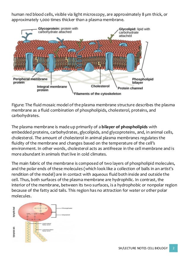 Cell membrane permeability and functions