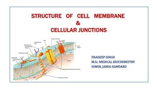 STRUCTURE OF CELL MEMBRANE
&
CELLULAR JUNCTIONS
PRADEEP SINGH
M.Sc. MEDICAL BIOCHEMISTRY
HIMSR, JAMIA HAMDARD
 