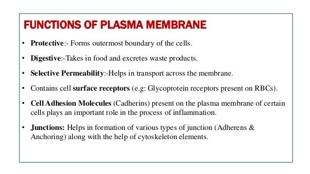 Cell Membrane Plasma Membrane Cellular Junctions