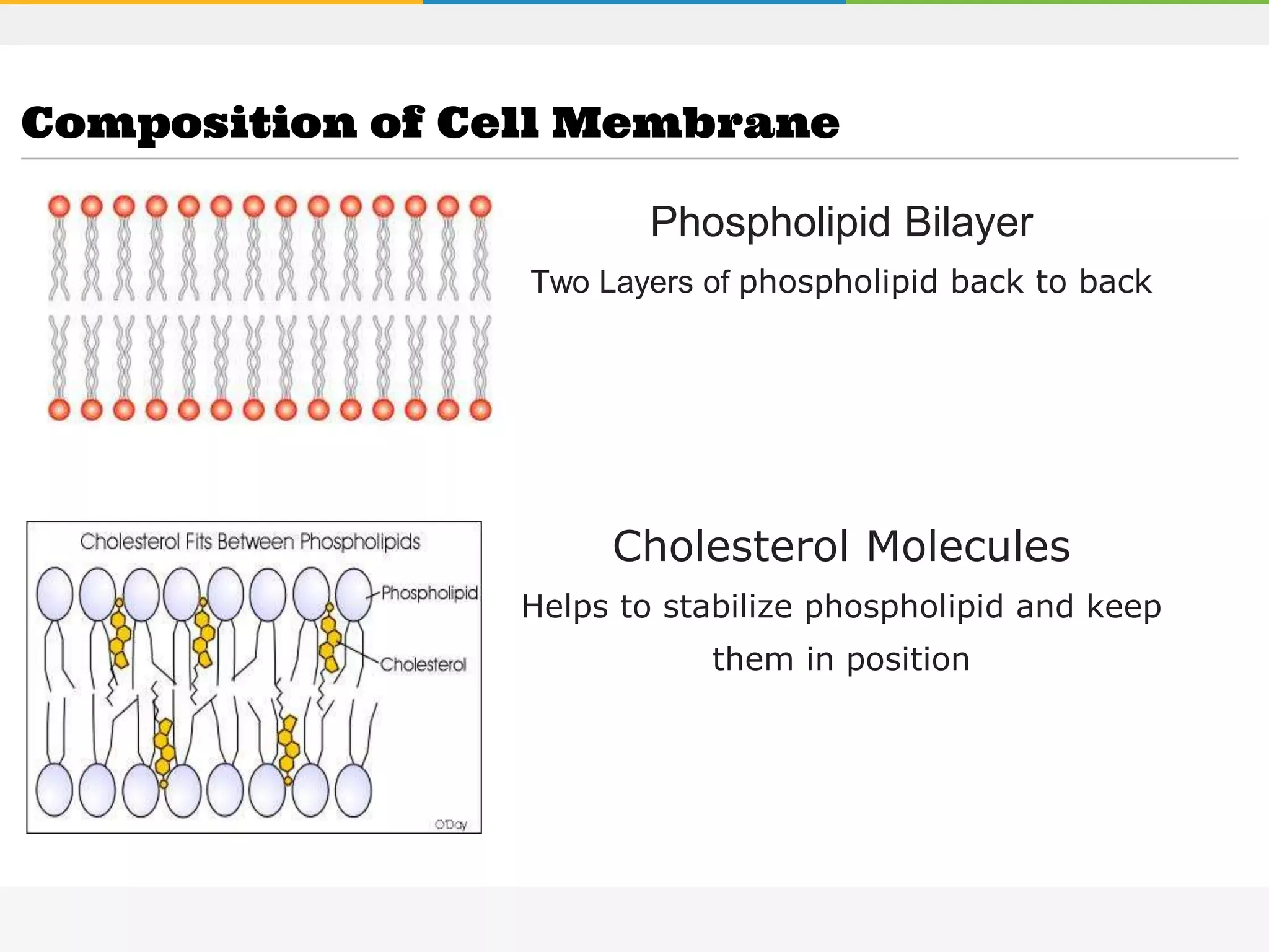 Phospholipid Bilayer
Two Layers of phospholipid back to back
Cholesterol Molecules
Helps to stabilize phospholipid and keep
them in position
Composition of Cell Membrane
 