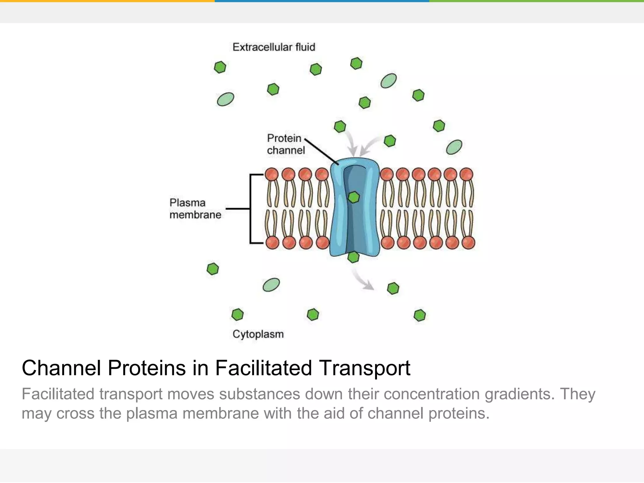Channel Proteins in Facilitated Transport
Facilitated transport moves substances down their concentration gradients. They
may cross the plasma membrane with the aid of channel proteins.
 