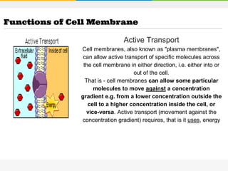 Active Transport
Cell membranes, also known as "plasma membranes",
can allow active transport of specific molecules across
the cell membrane in either direction, i.e. either into or
out of the cell.
That is - cell membranes can allow some particular
molecules to move against a concentration
gradient e.g. from a lower concentration outside the
cell to a higher concentration inside the cell, or
vice-versa. Active transport (movement against the
concentration gradient) requires, that is it uses, energy
Functions of Cell Membrane
 