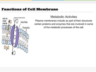 Metabolic Activites
Plasma membranes include as part of their structures
certain proteins and enzymes that are involved in some
of the metabolic processes of the cell.
Functions of Cell Membrane
 