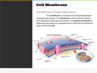 Cell Membrane (Plasma Membrane):
The membrane is composed of a phospholipid bilayer
arranged back-to-back. The membrane is also covered in places
with cholesterol molecules and proteins. The plasma membrane is
selectively permeable and regulates which molecules are allowed to
enter and exit the cell.
Cell Membrane
 