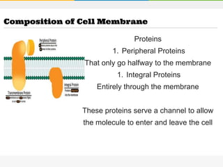 Proteins
1. Peripheral Proteins
That only go halfway to the membrane
1. Integral Proteins
Entirely through the membrane
These proteins serve a channel to allow
the molecule to enter and leave the cell
Composition of Cell Membrane
 