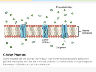 Carrier Proteins
Some substances are able to move down their concentration gradient across the
plasma membrane with the aid of carrier proteins. Carrier proteins change shape as
they move molecules across the membrane.
 